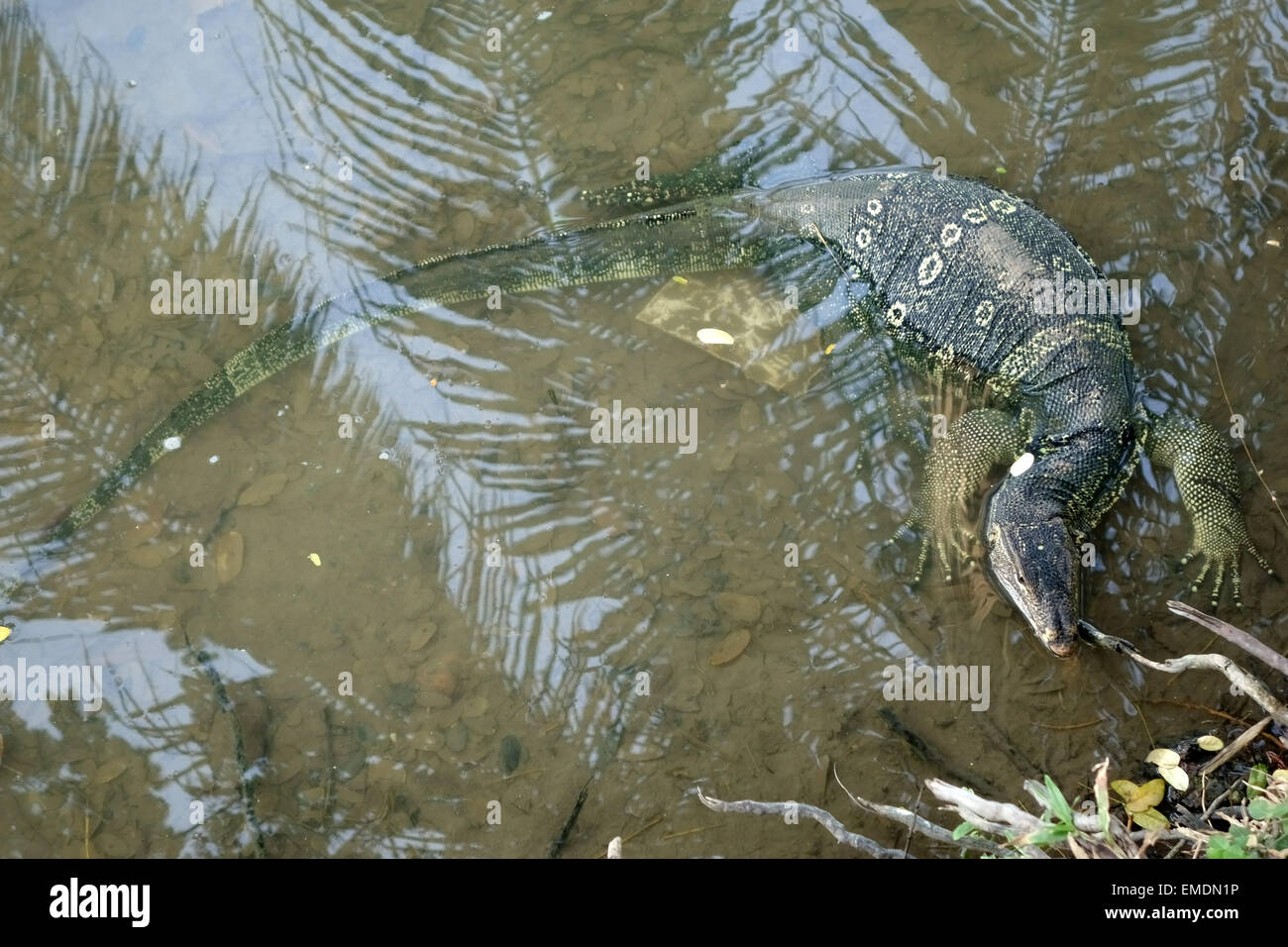Un monitor de agua grande lagarto varanus salvator, en agua al borde del lago de Lumphini Park en el centro de Bangkok. Foto de stock