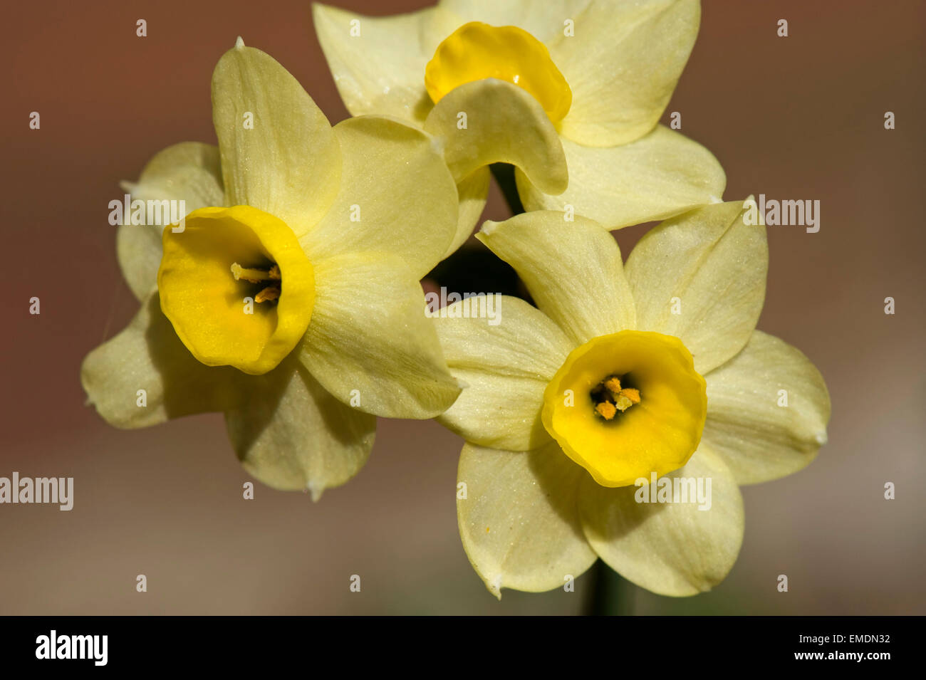 Flores amarillas de Narciso 'Minnow' un bulbo de floración de primavera Foto de stock