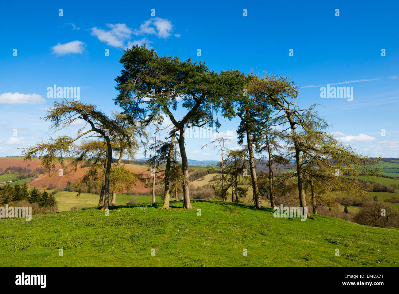 Un grupo de árboles en las laderas de la colina, cerca de la madriguera Hopesay, Shropshire. Foto de stock