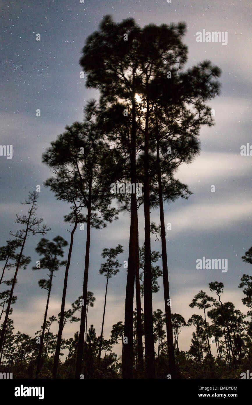 Los pinos alcanzan hacia el cielo nocturno en Pine Key Largo en el Parque Nacional Everglades de Florida. Foto de stock