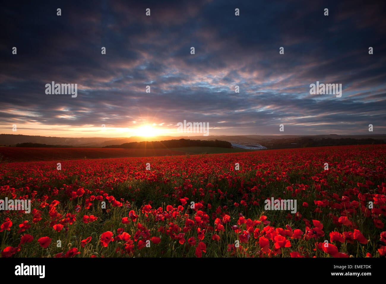 Campos de adormidera al atardecer, South Downs Brighton con el estadio de Amex en el horizonte Foto de stock