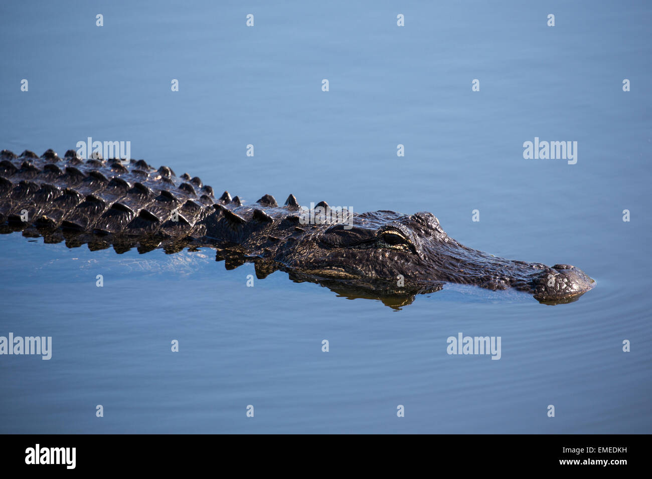 Cocodrilo Americano (Alligator mississippiensis) a lo largo del sendero Anahinga en el Parque Nacional de los Everglades, en Florida, EE.UU. Foto de stock