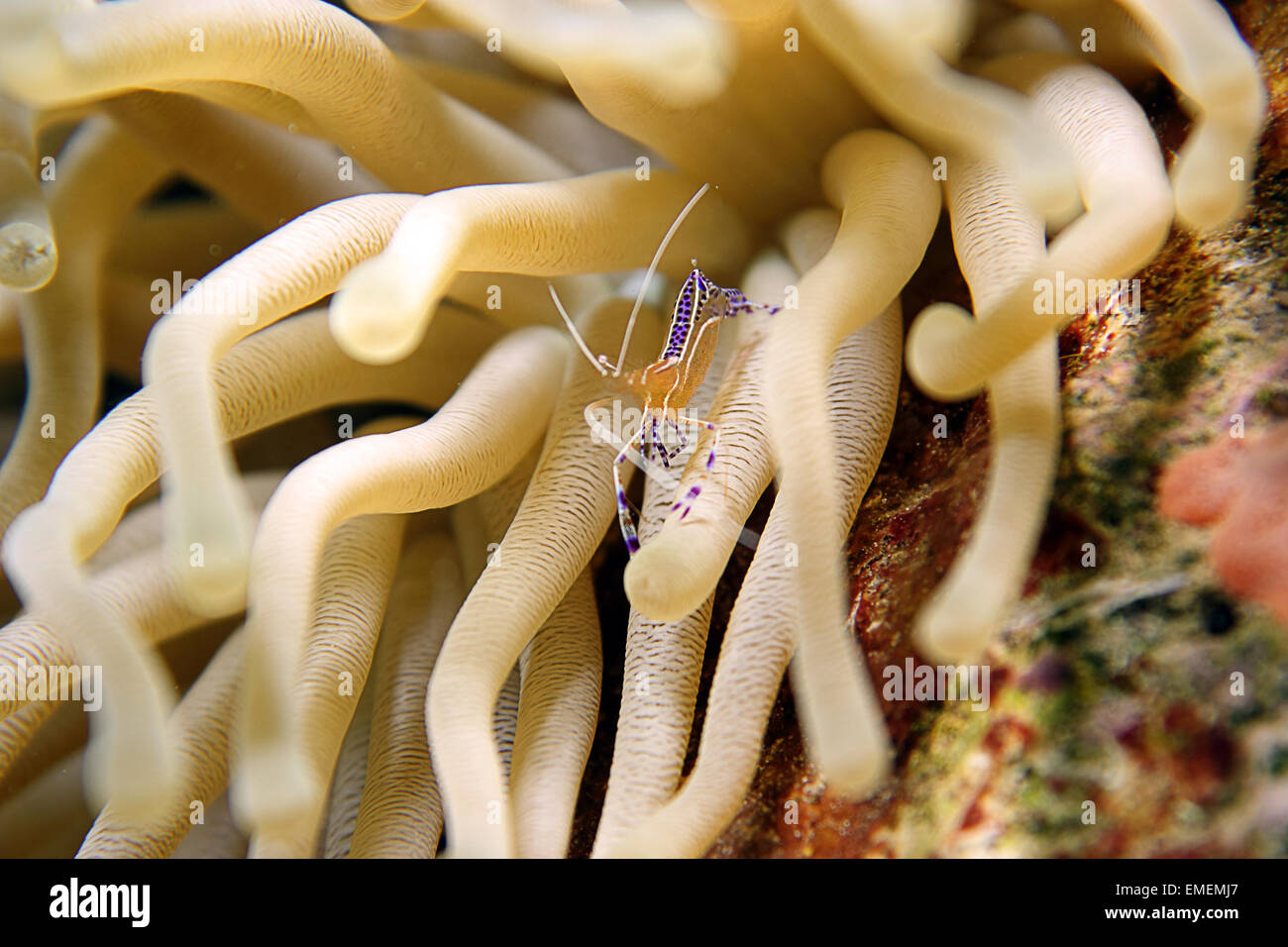 Un hermoso Pederson del camarón limpiador en el hogar entre los tentáculos de una anémona Caribe gigante. Foto de stock
