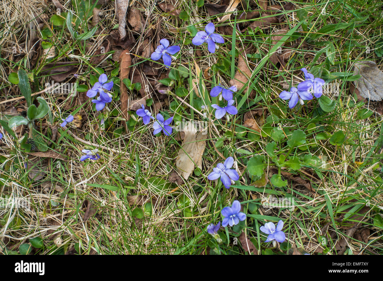 Woodland violetas en abril Foto de stock