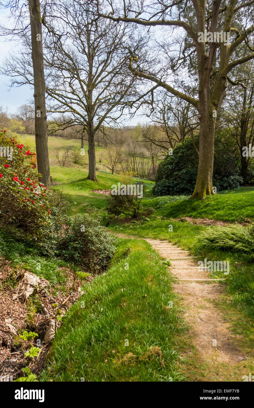 Alto hayas Jardín Handcross West Sussex Reino Unido en abril Foto de stock