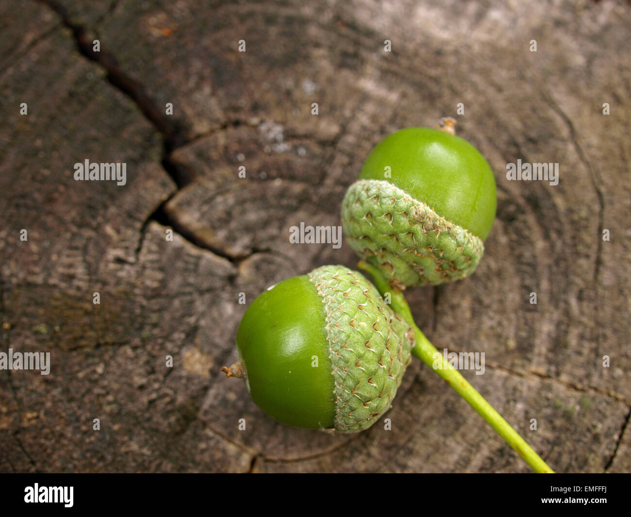 Bellotas verdes Foto de stock