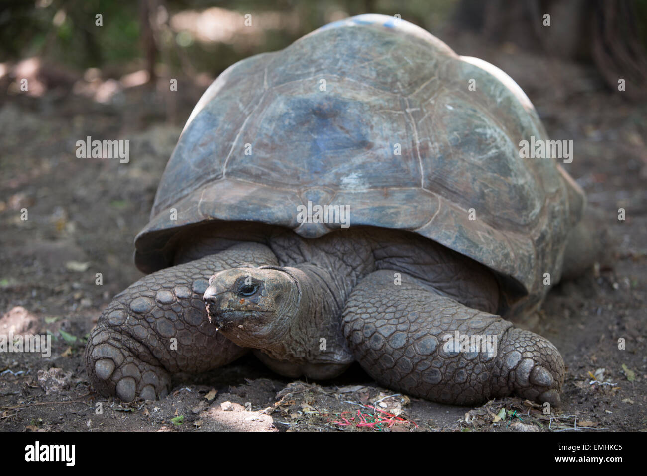 Santuario de tortugas gigantes en la isla prisión, Zanzíbar Foto de stock