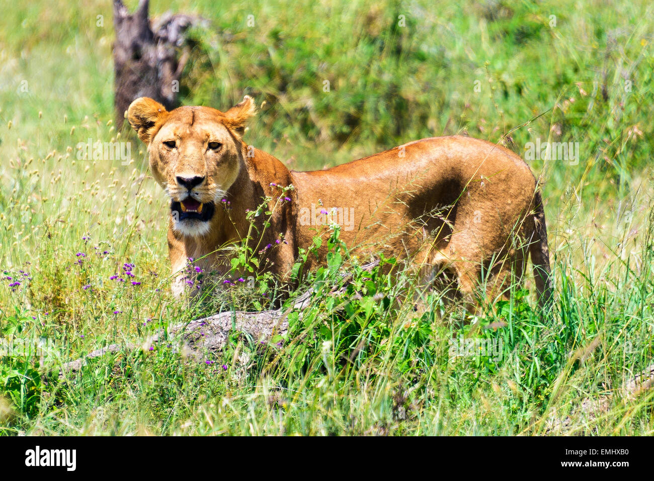 Panthera leo, Simba, el León de caza en el Parque nacional Serengeti, Tanzania, África. Foto de stock