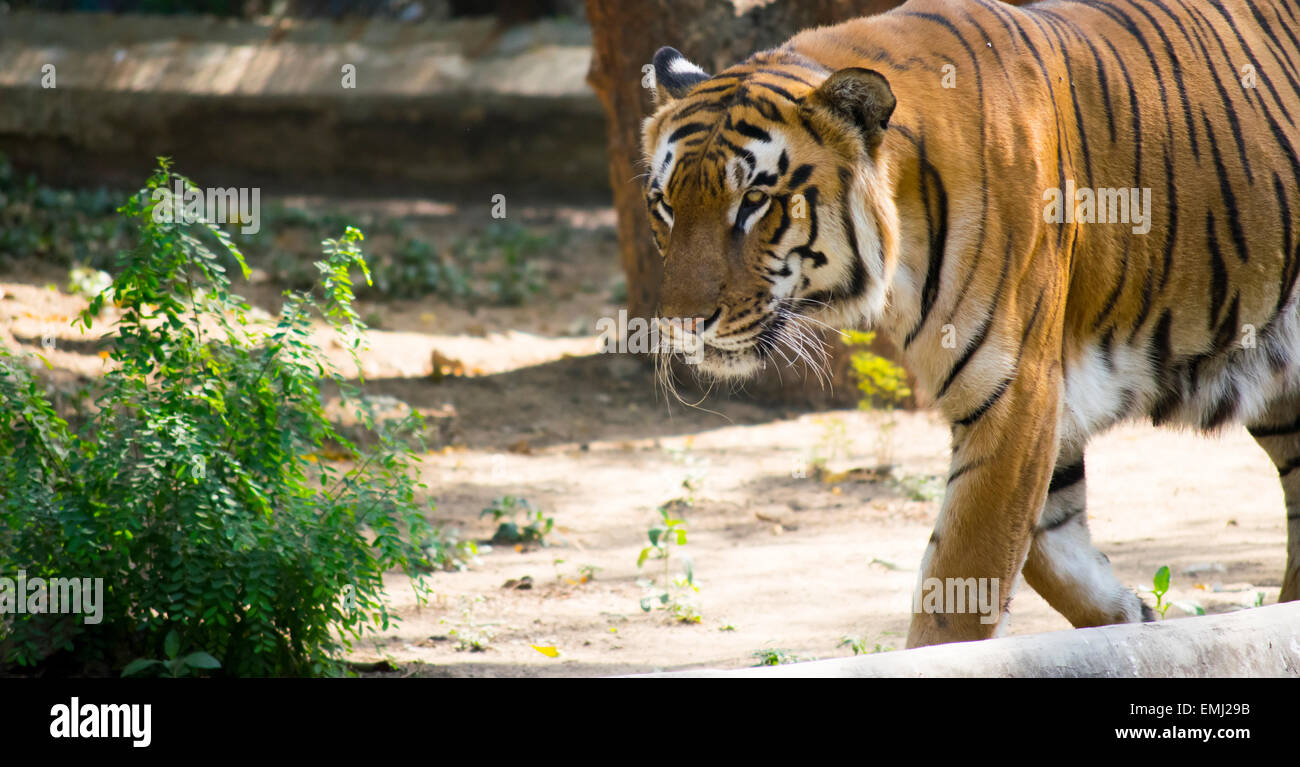 Tigre de Bengala caminar al aire libre Foto de stock