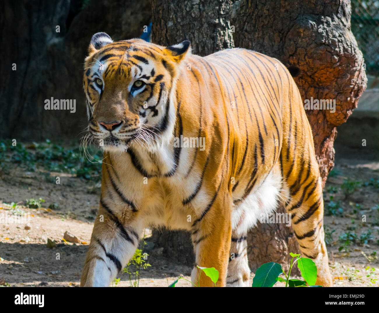 Gran tigre de Bengala tomando un paseo Foto de stock
