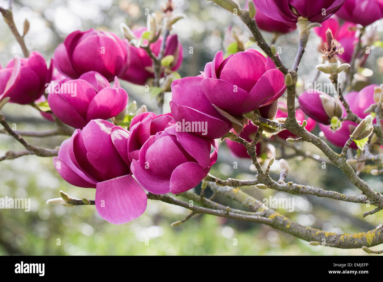 Magnolia "Black Tulip Jurmag1' Florece en primavera. Foto de stock