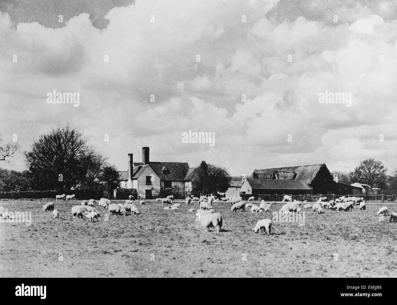 Ovejas y granja, Stoke-by-Nayland, Suffolk, Inglaterra, 1935 Foto de stock