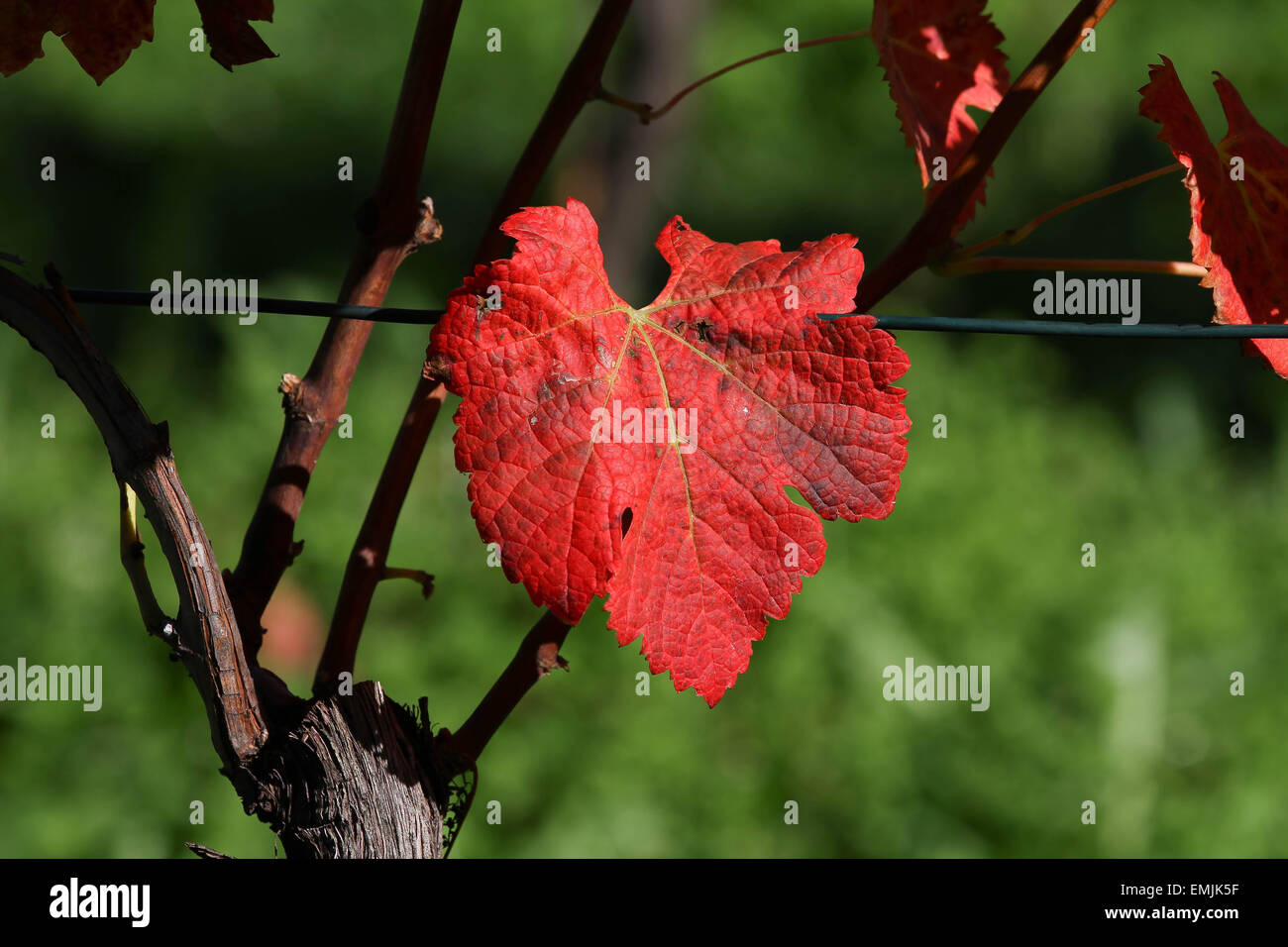 Vid de hoja roja fotografías e imágenes de alta resolución - Alamy
