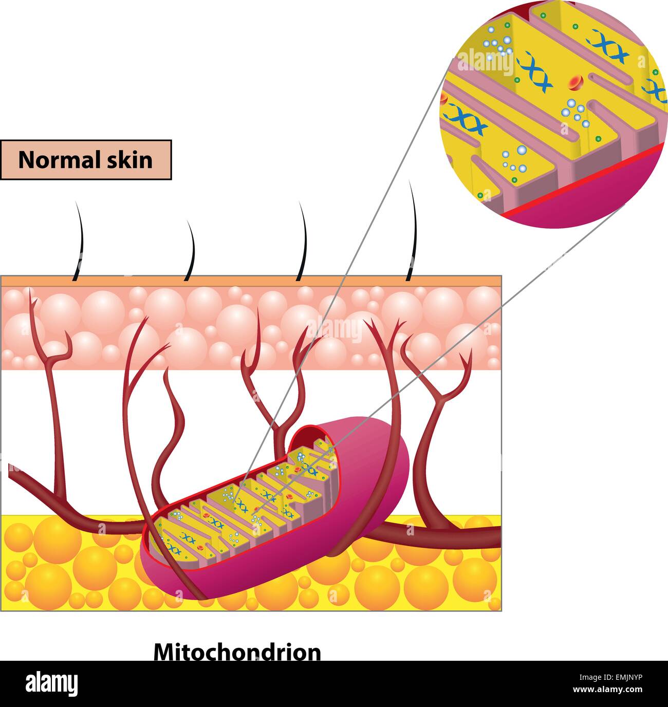Estructura mitocondria orgánulo que encontramos en la mayoría de las células eucariotas diagrama vectorial Ilustración del Vector