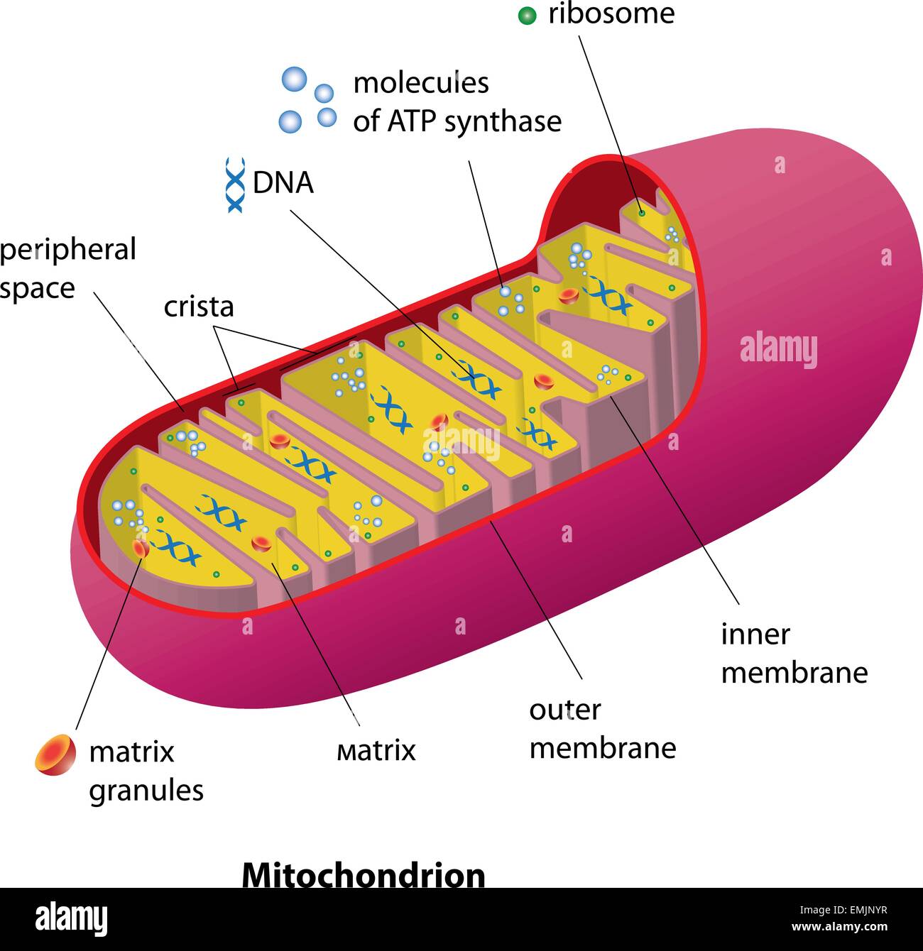 Estructura mitocondria orgánulo que encontramos en la mayoría de las células eucariotas diagrama vectorial Ilustración del Vector
