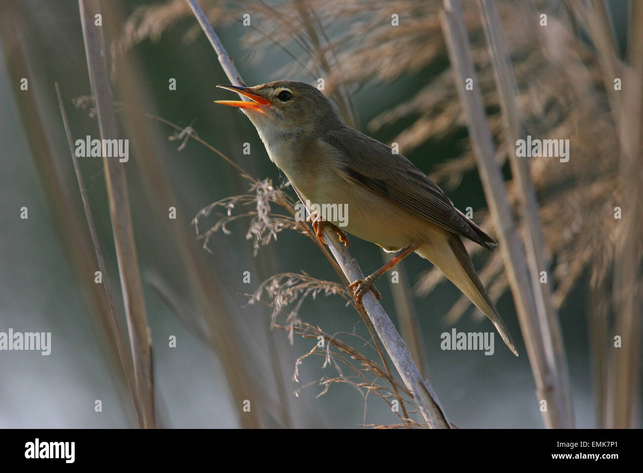 Reed cerúlea (Acrocephalus scirpaceus) cantando, Turingia, Alemania Foto de stock