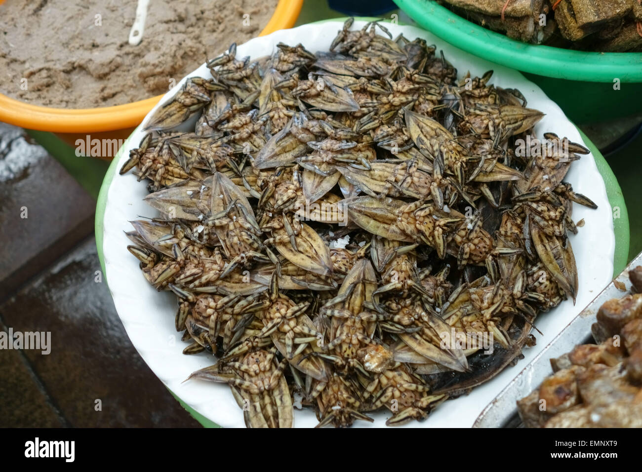 Gigantescos insectos acuáticos buceo o escarabajos, Lethocerus indicus, en un puesto de comida en un mercado en Bangkok, Tailandia Foto de stock