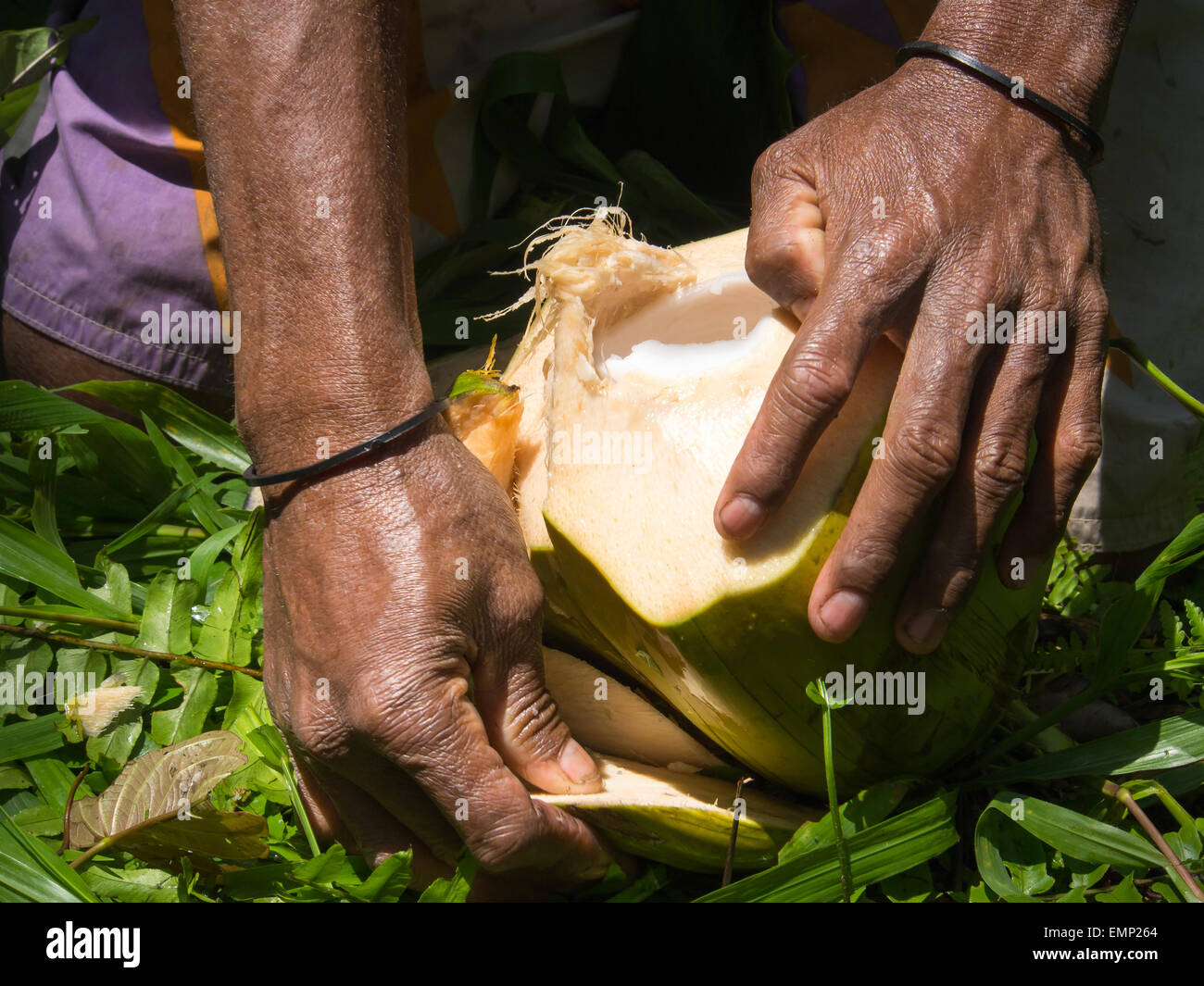 Dekai, Indonesia - Enero 21, 2015: Un hombre de la tribu Mamuna suavemente pelando un coco. Foto de stock