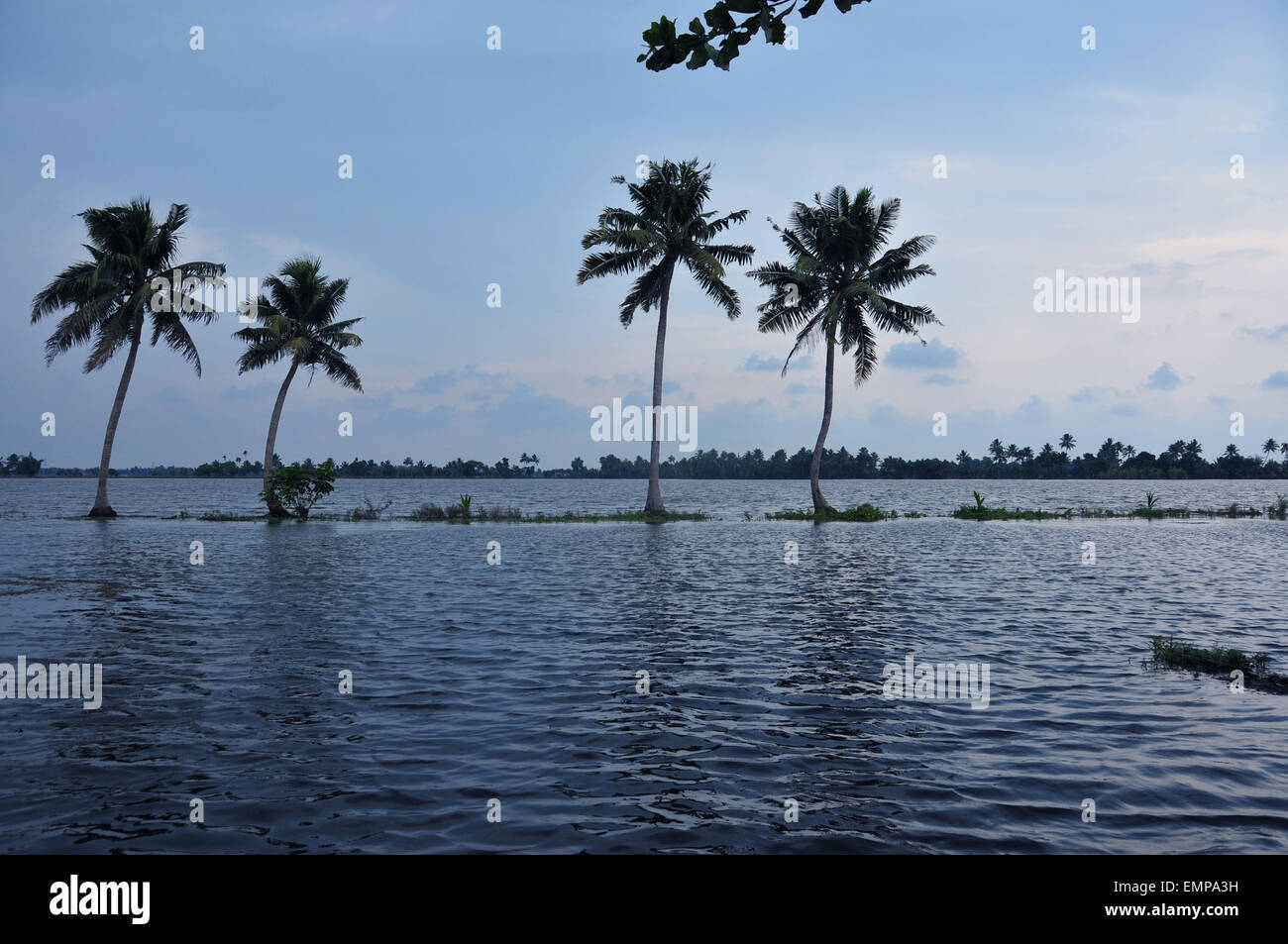 Árboles de coco y su reflejo en el agua. Foto de stock
