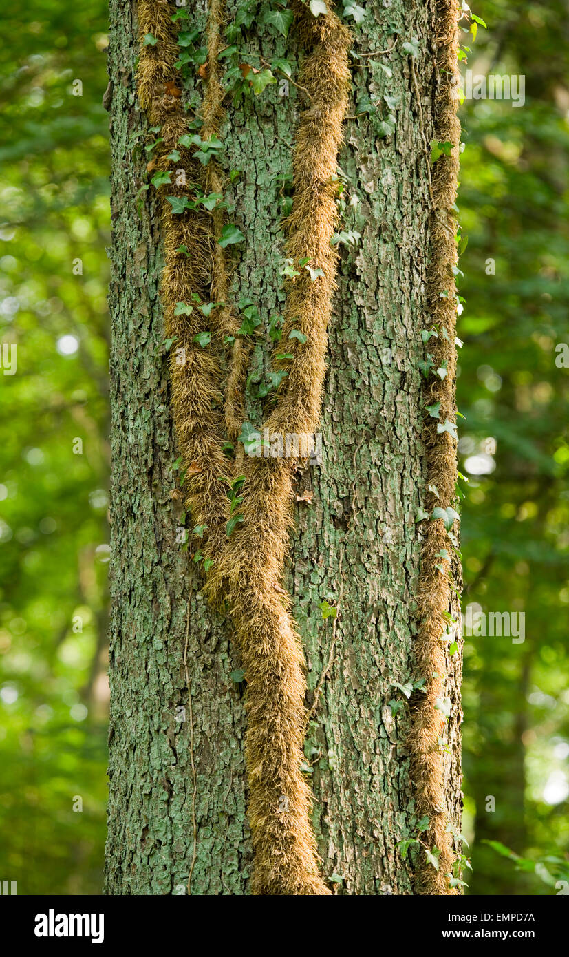 Las raíces adventicias de hiedra (Hedera helix) en el roble (Quercus robur), Baja Sajonia, Alemania Foto de stock