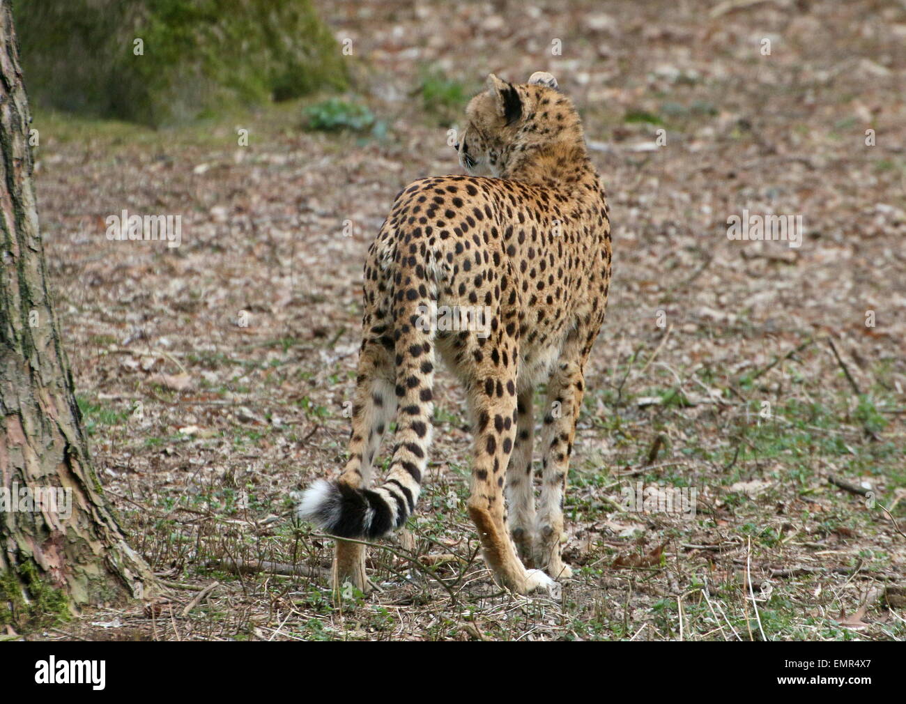 Hembra madura guepardo (Acinonyx jubatus) visto desde atrás Foto de stock