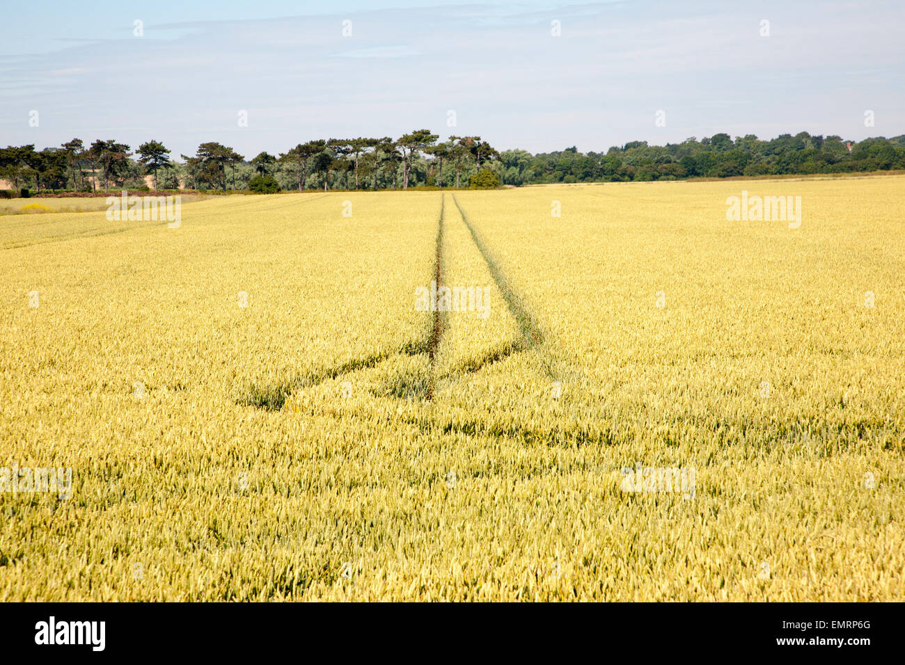 Dos líneas rectas creadas por vehículos que funcionen a través de terreno cultivable con cultivo de cereal, Hollesley, Suffolk, Inglaterra, Reino Unido. Foto de stock