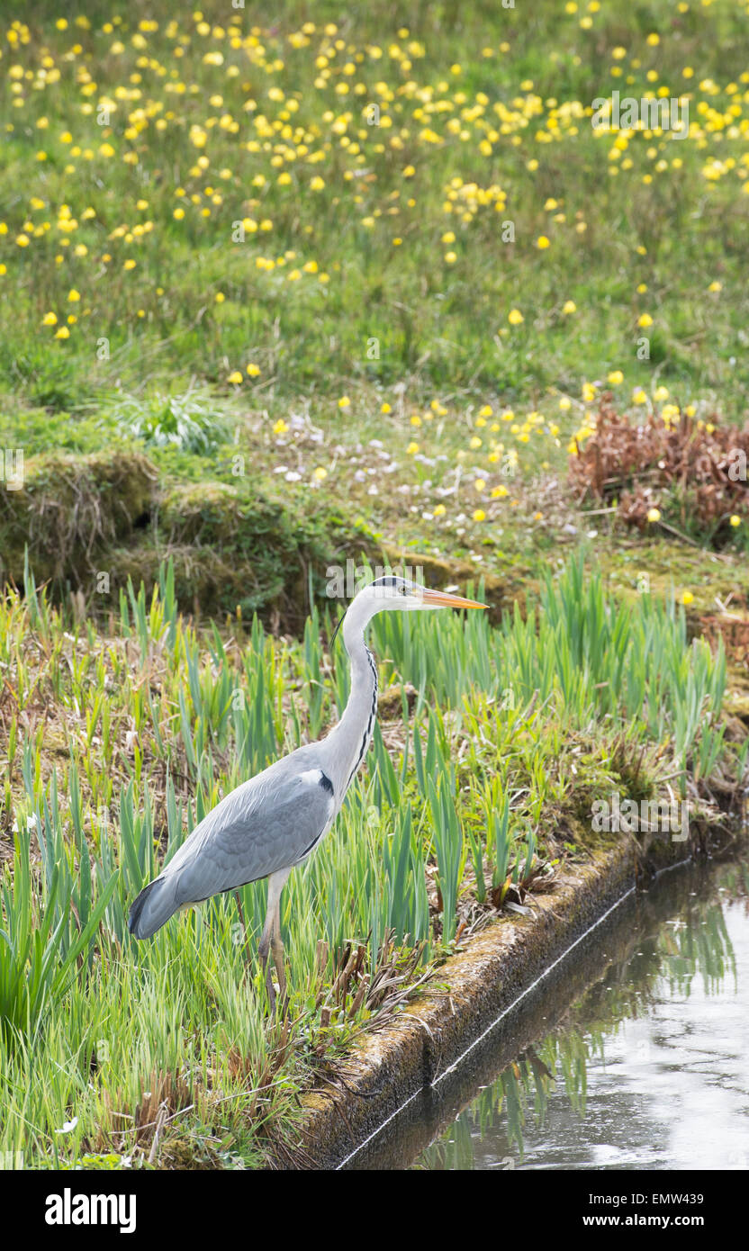 Ardea cinerea. Garzas de pie junto a la orilla de un lago en un jardín inglés. UK Foto de stock