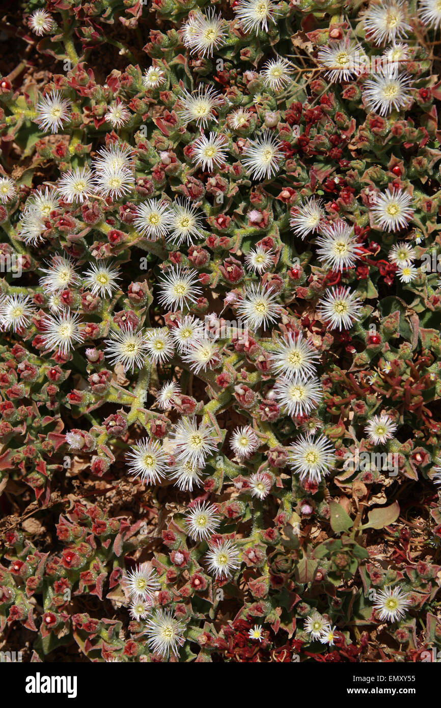 Planta de hielo Mesembryanthemum crystallinum, Aizoaceae,. Fuerteventura. Una planta común en las Islas Canarias. Foto de stock