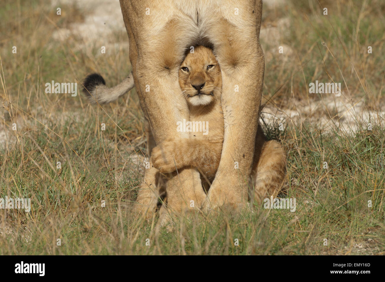 Adorable cachorro de león sentado entre las piernas de su madre. Foto de stock