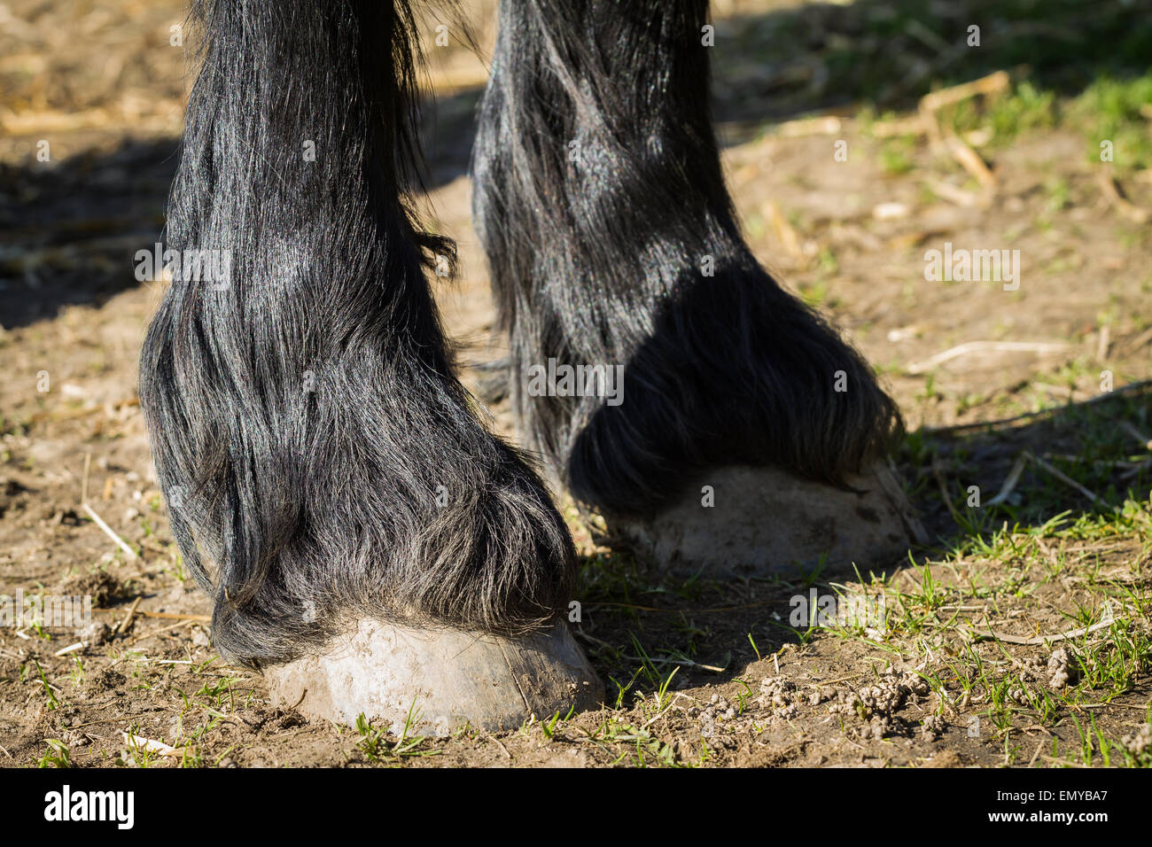 Detalle de pezuñas delanteras horse - Friesian caballo Foto de stock