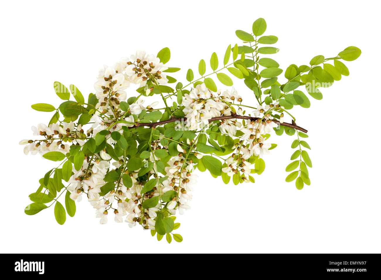 Rama de acacia negra con flores blancas aislado en blanco Foto de stock