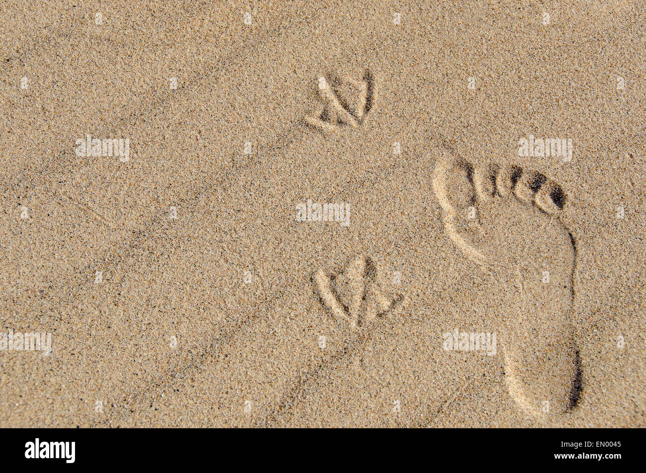 Huella humana y gaviota imprimir en la arena de la playa. Foto de stock