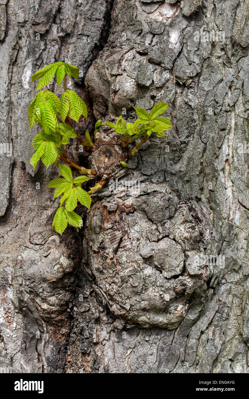 Corteza de castaño de caballo Hojas nuevas en el tronco de un árbol Aesculus hippocastanum corteza República Checa Foto de stock