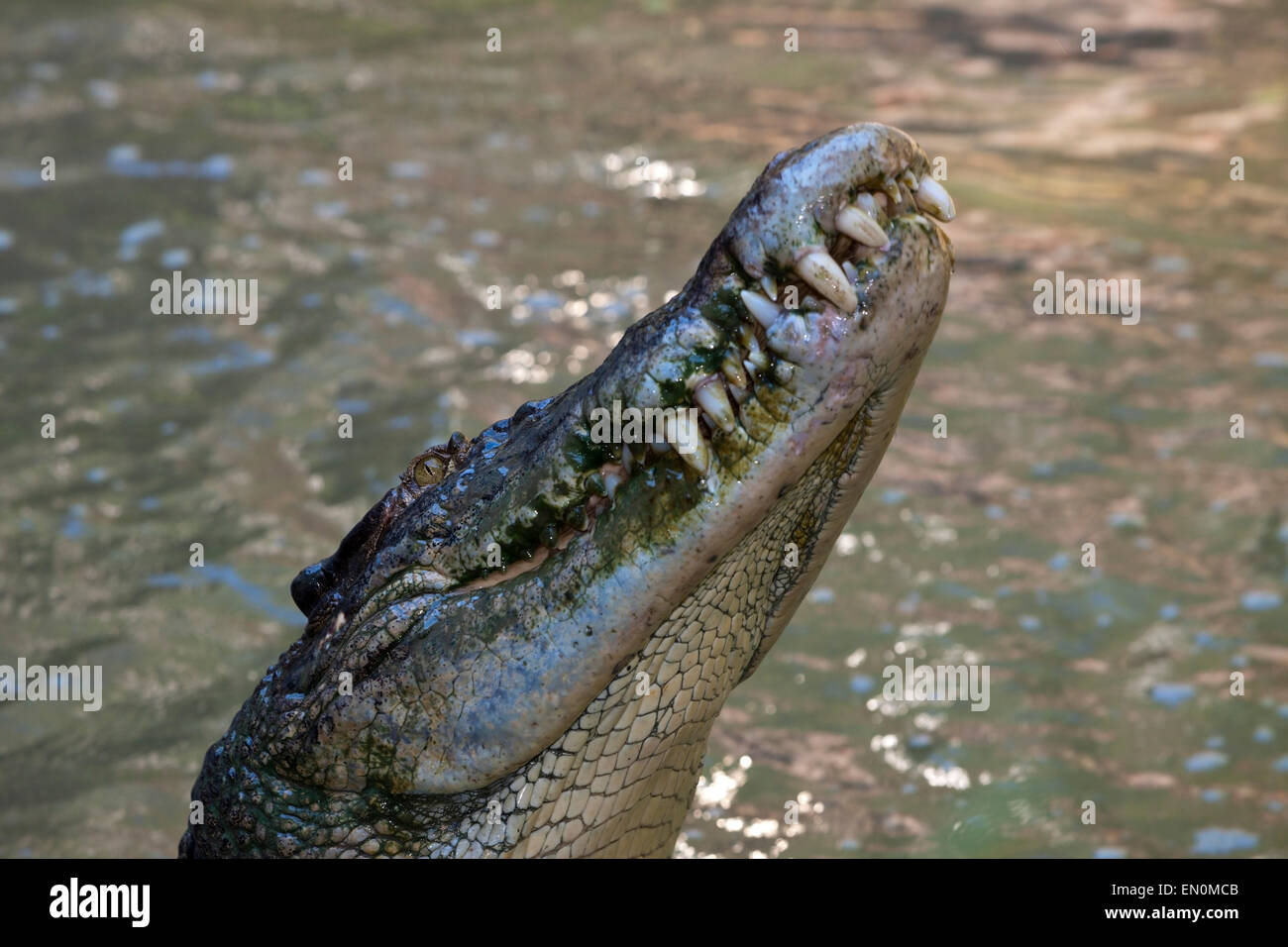 El cocodrilo de agua salada, Crocodylus porosus, Queensland, Australia Foto de stock