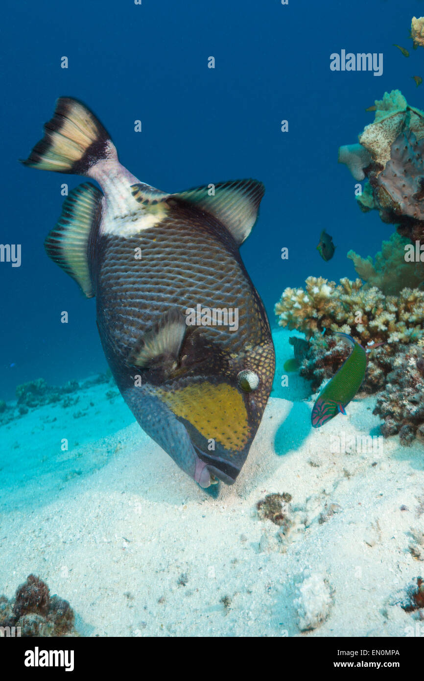 Titan Ballesta, Balistoides viridescens, la Gran Barrera de Coral de Australia Foto de stock