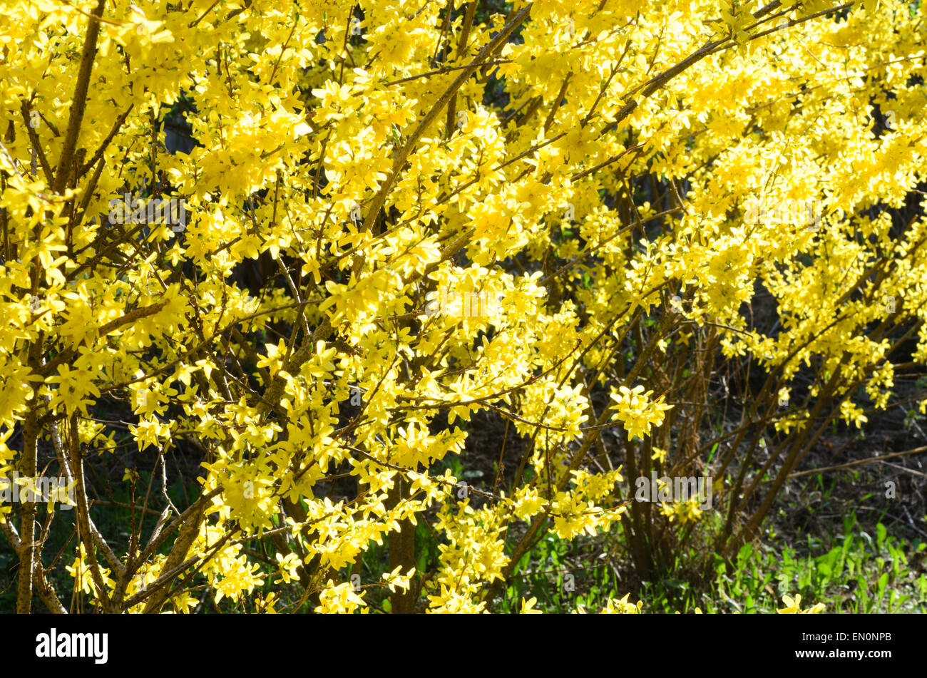 Blooming forsythia en jornada soleada de primavera Foto de stock