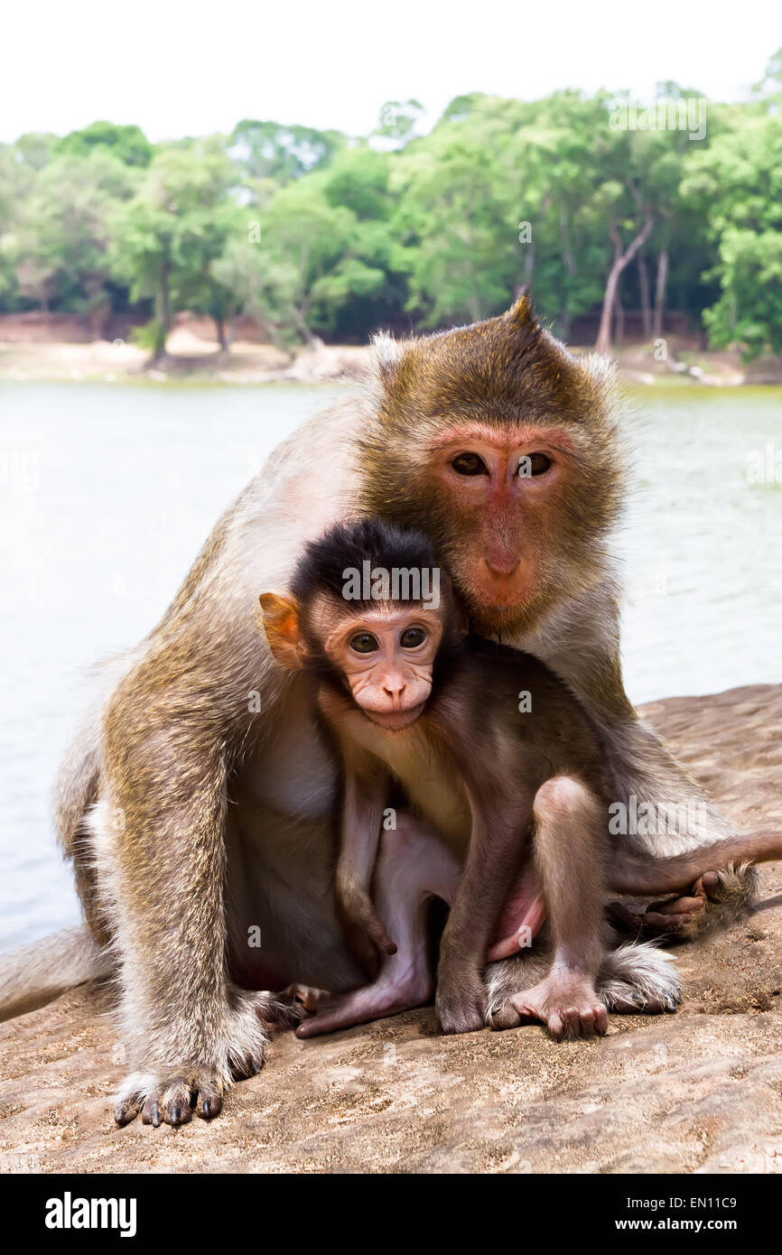 Mono con su bebé Foto de stock