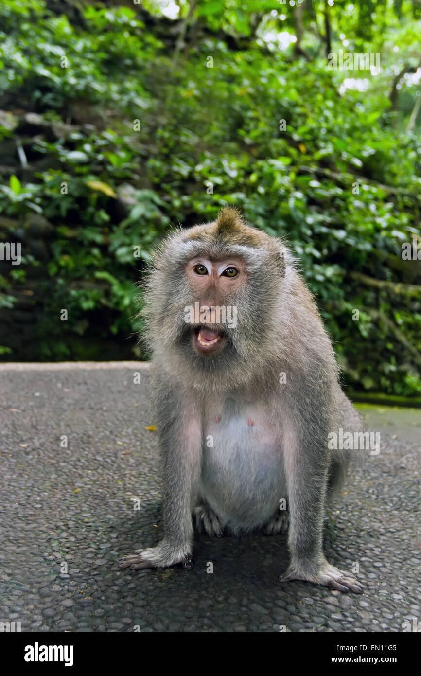 Mono macaco con la boca abierta. Monkey Forest Ubud Foto de stock