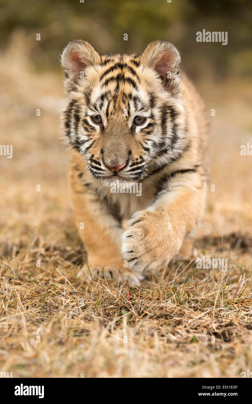 Tigre siberiano (Panthera tigris altaica) cub aprender a acechar a través del pasto Foto de stock