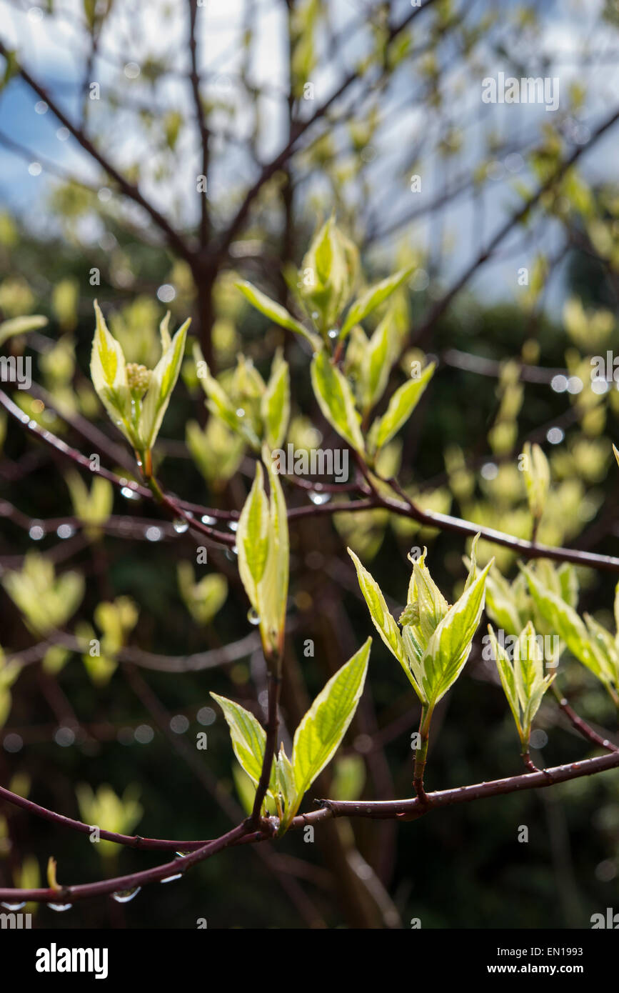 Nuevo crecimiento de un abigarrado Cornus arbusto retroiluminada en sol de primavera en un jardín inglés. Foto de stock