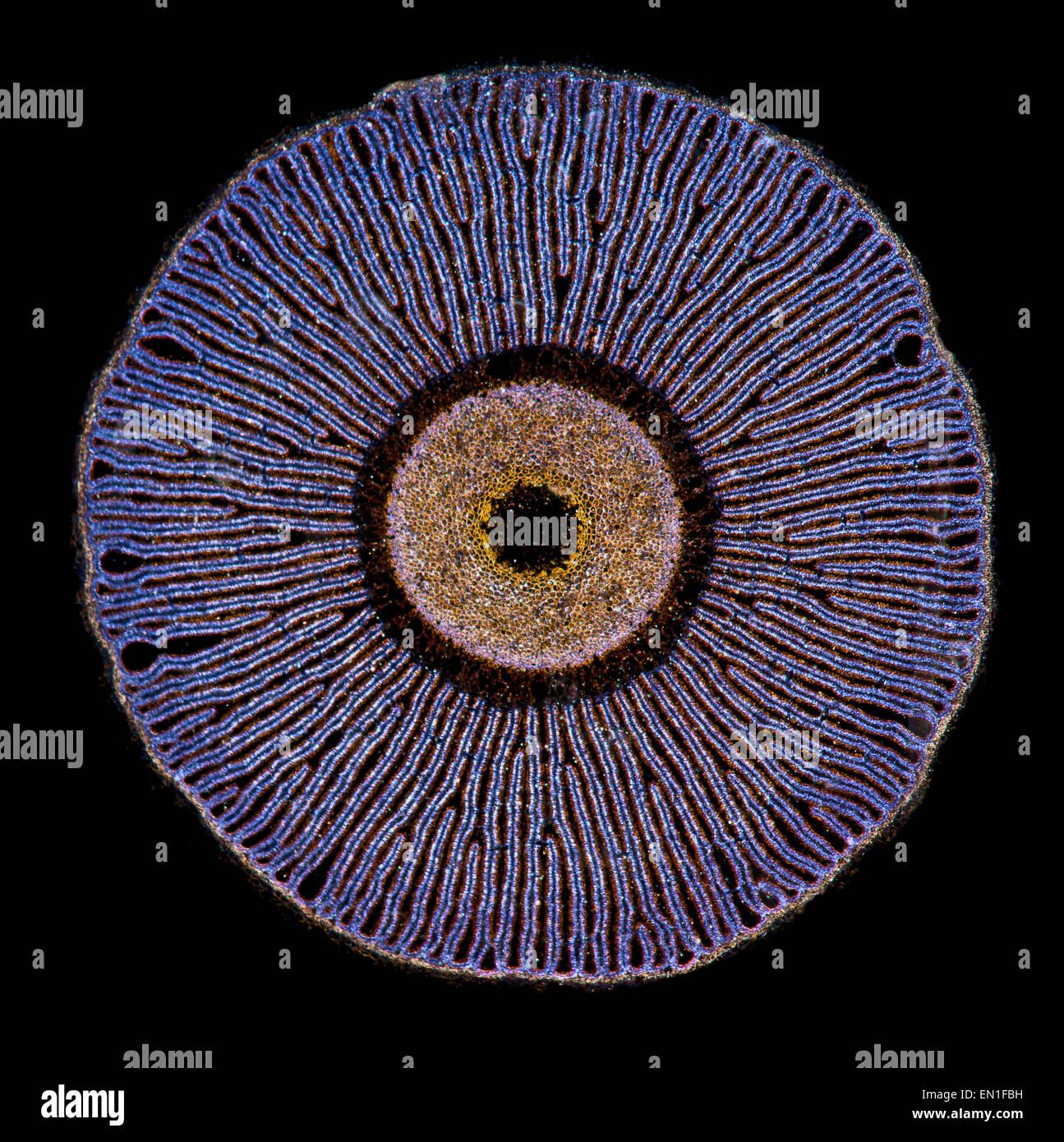 Tapa de hongos mostrando las branquias, Coperinus sp. Foto de stock