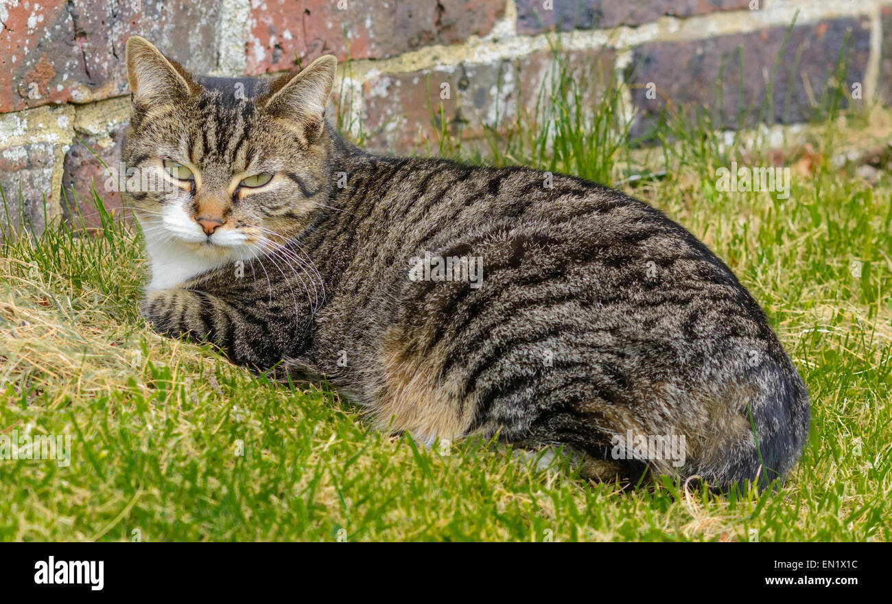 Gato atigrado relajante fotografías e imágenes de alta resolución Alamy