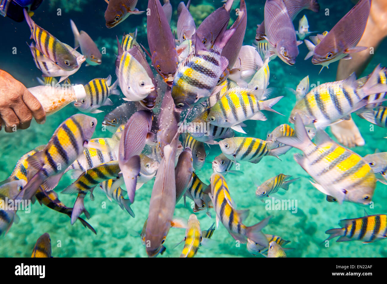 El hombre alimenta a los peces tropicales bajo el agua.Ocean Coral Reef. Advertencia - auténtico submarino de disparo en condiciones difíciles. A l Foto de stock