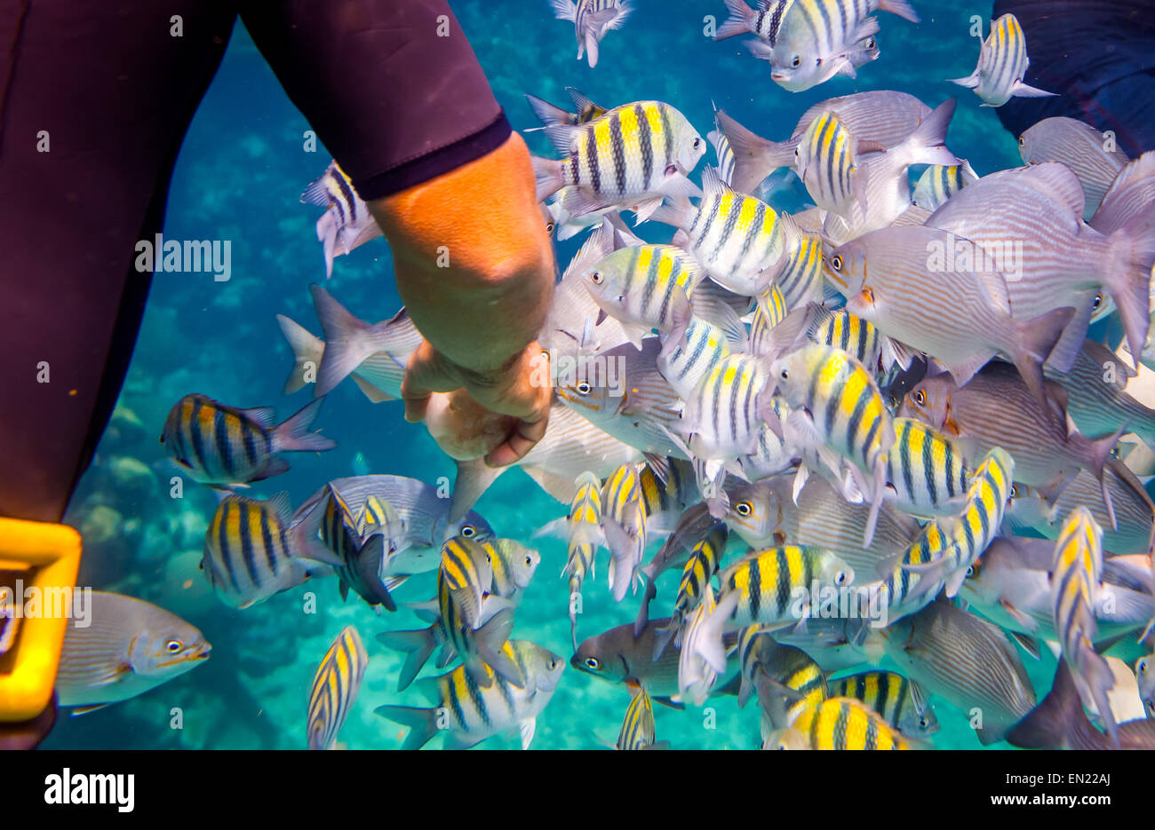 El hombre alimenta a los peces tropicales bajo el agua.Ocean Coral Reef. Advertencia - auténtico submarino de disparo en condiciones difíciles. A l Foto de stock