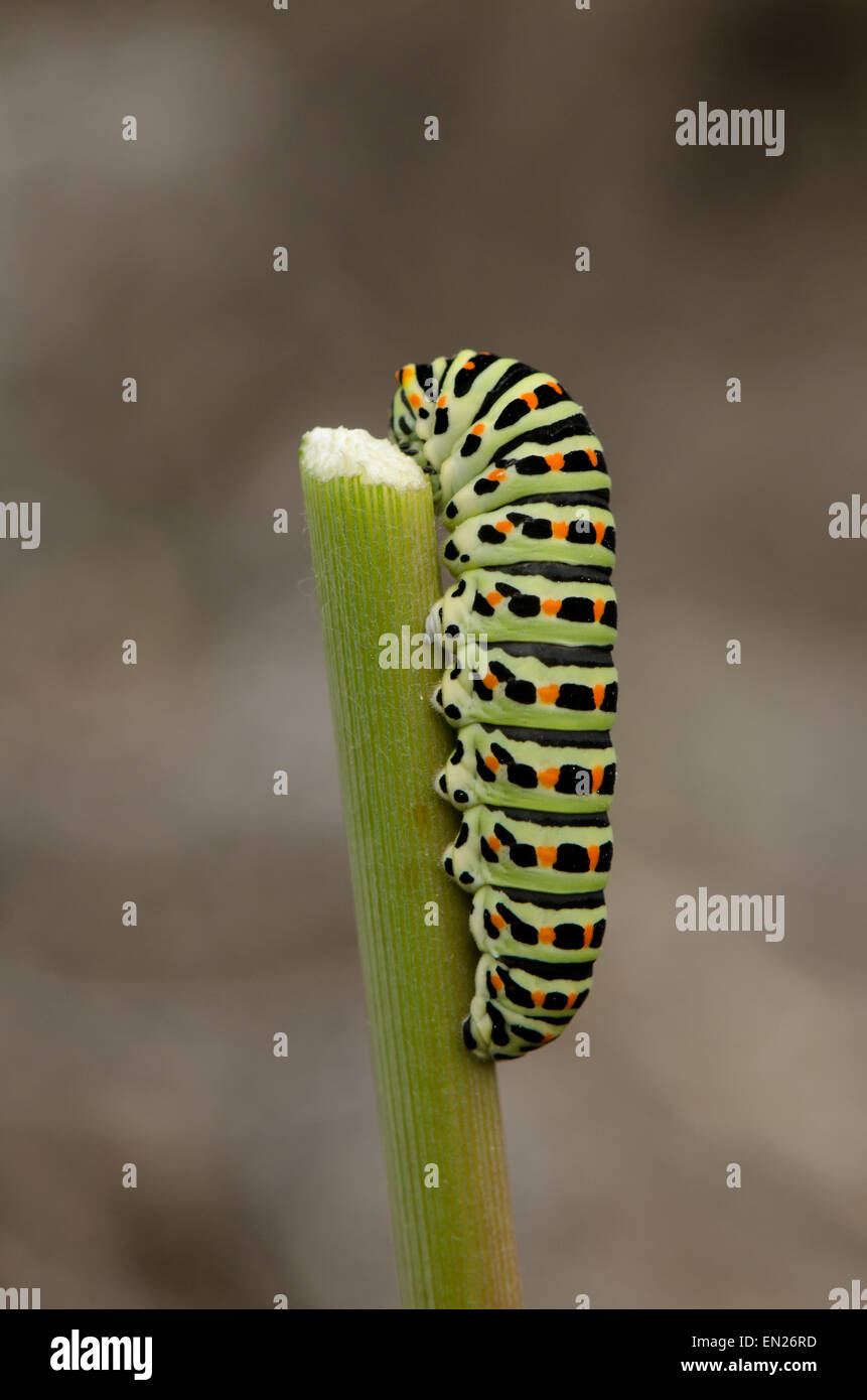 Caterpillar de un swallowtail amarillo común, Papilio machaon, mariposas. Andalucía, España. Foto de stock