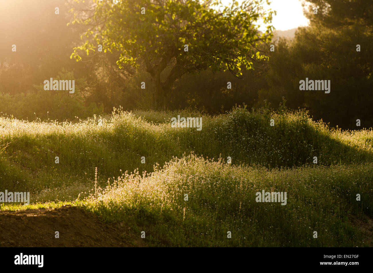Por la noche la luz solar a través de árboles durante la primavera, el verano meadow, Andalucía, España. Foto de stock