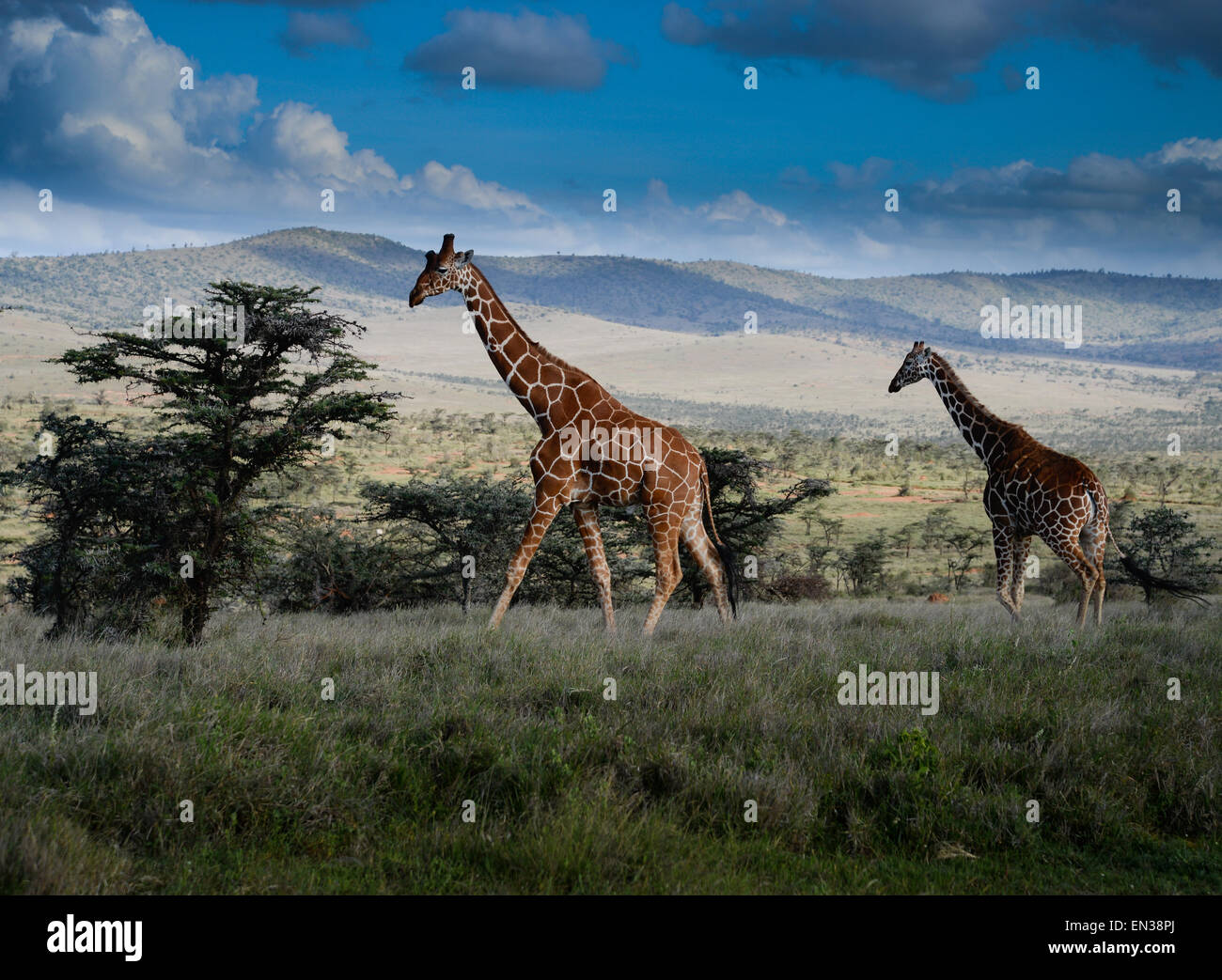 La Jirafa reticulada, también conocida como la jirafa somalí, es nativo de Somalia, el sur de Etiopía y en el norte de Kenya. Foto de stock