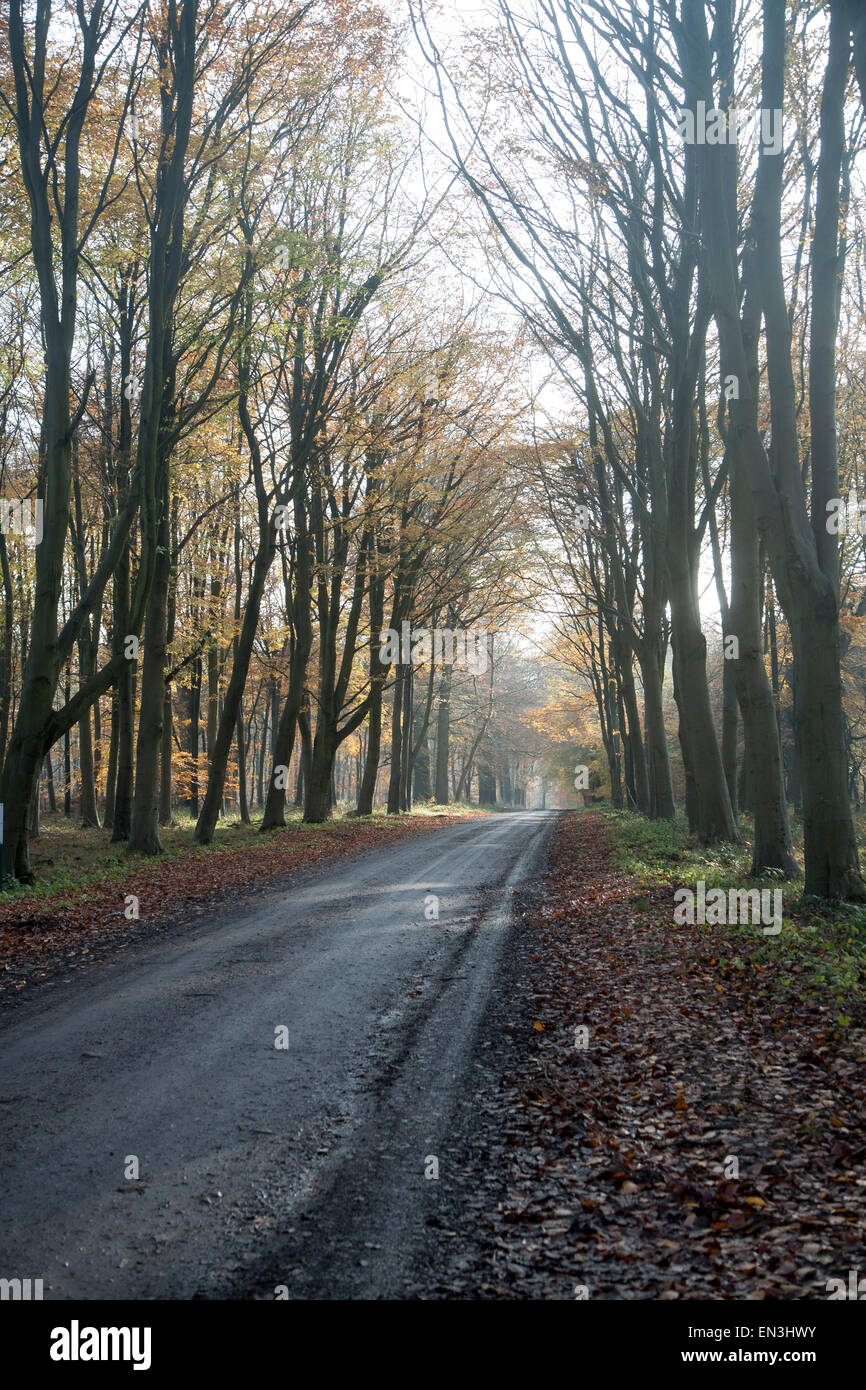Carretera pasando por Brown Beech tree hojas de otoño a través de Savernake Forest, Wiltshire, Inglaterra, Reino Unido. Foto de stock