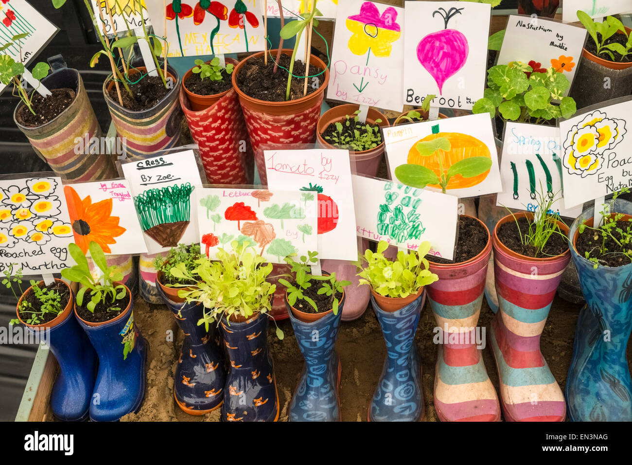 Contenedor de jóvenes plantas cultivadas por los niños en coloridas botas Wellington, con etiquetas descriptivas adjuntas. Foto de stock