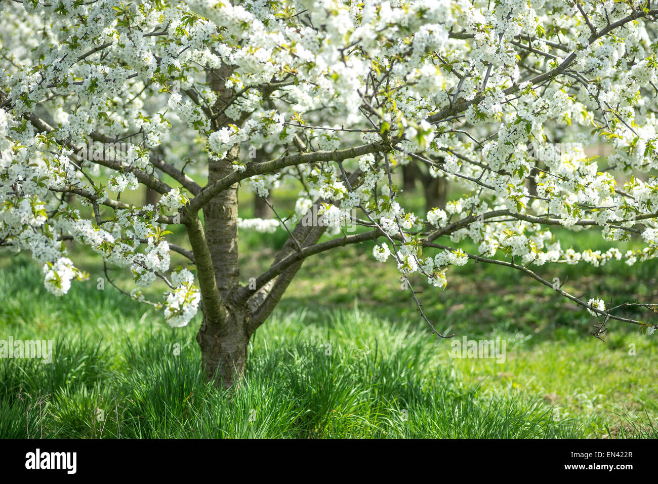 Blooming viejo cerezo día soleado pasto verde Foto de stock